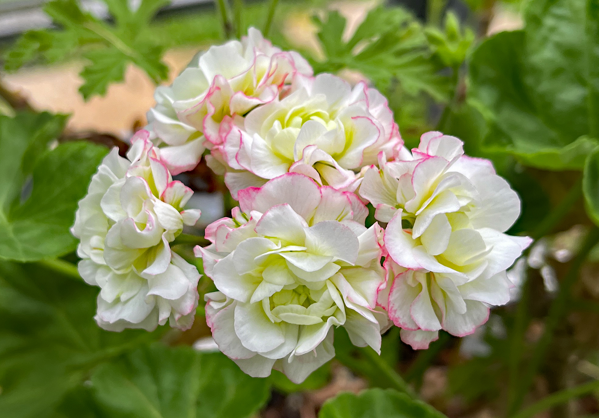 Apple Blossom Rosebud pelargonium