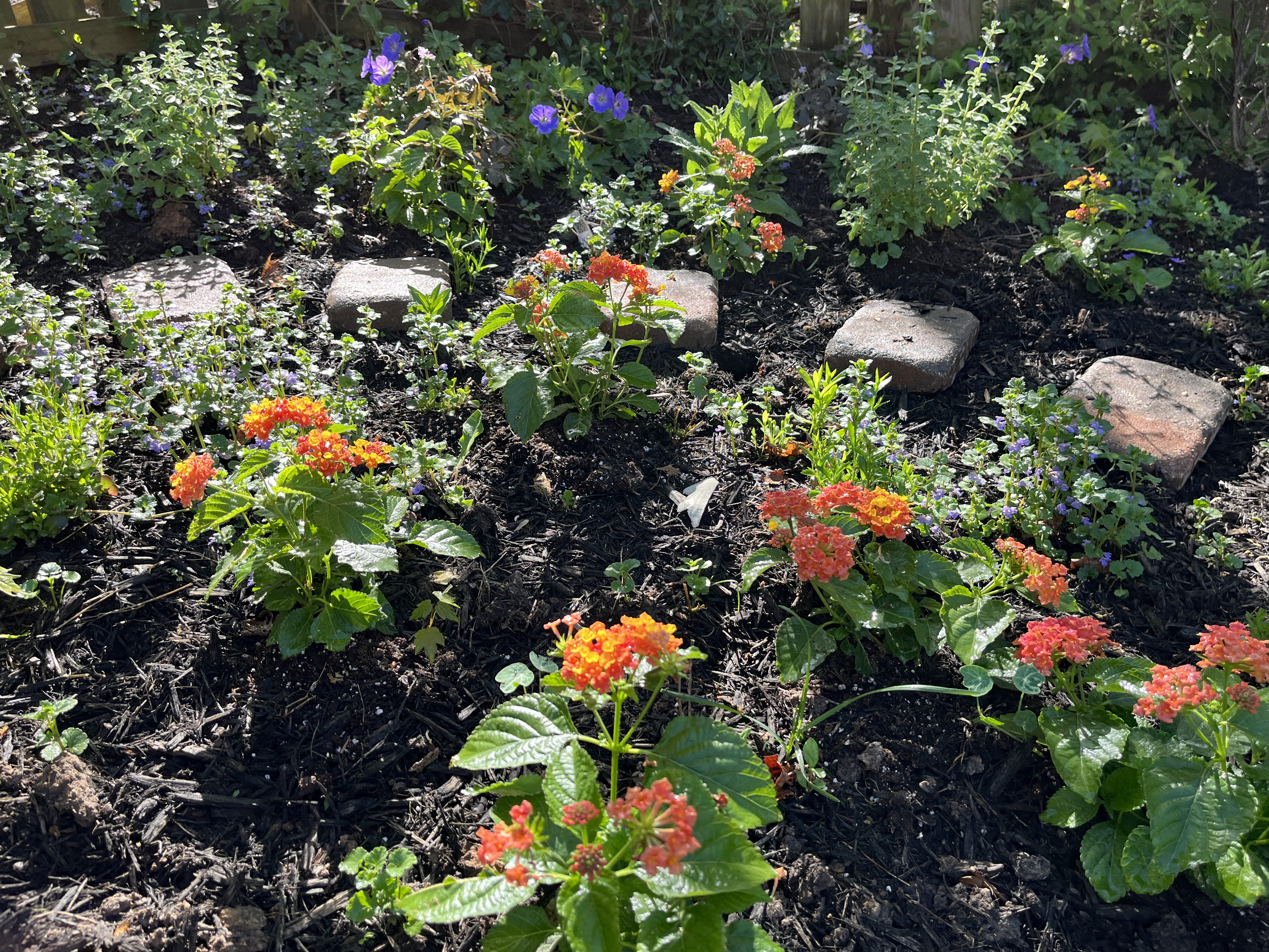 Bee garden