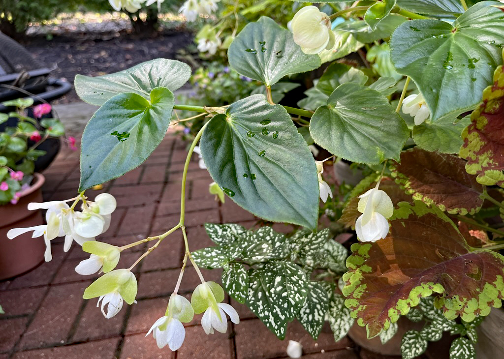 White begonias and friends