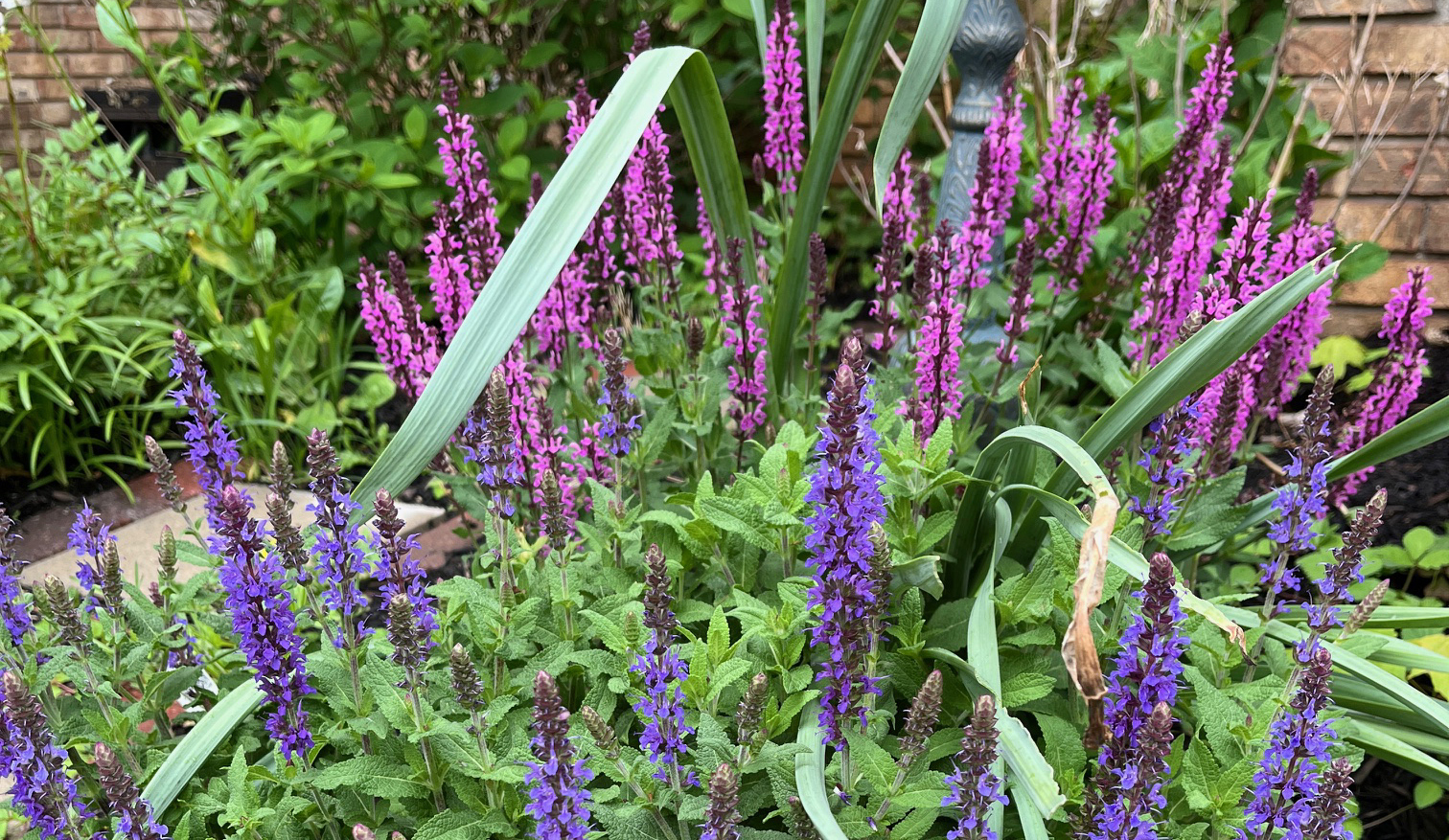 Veronica Speedell plants