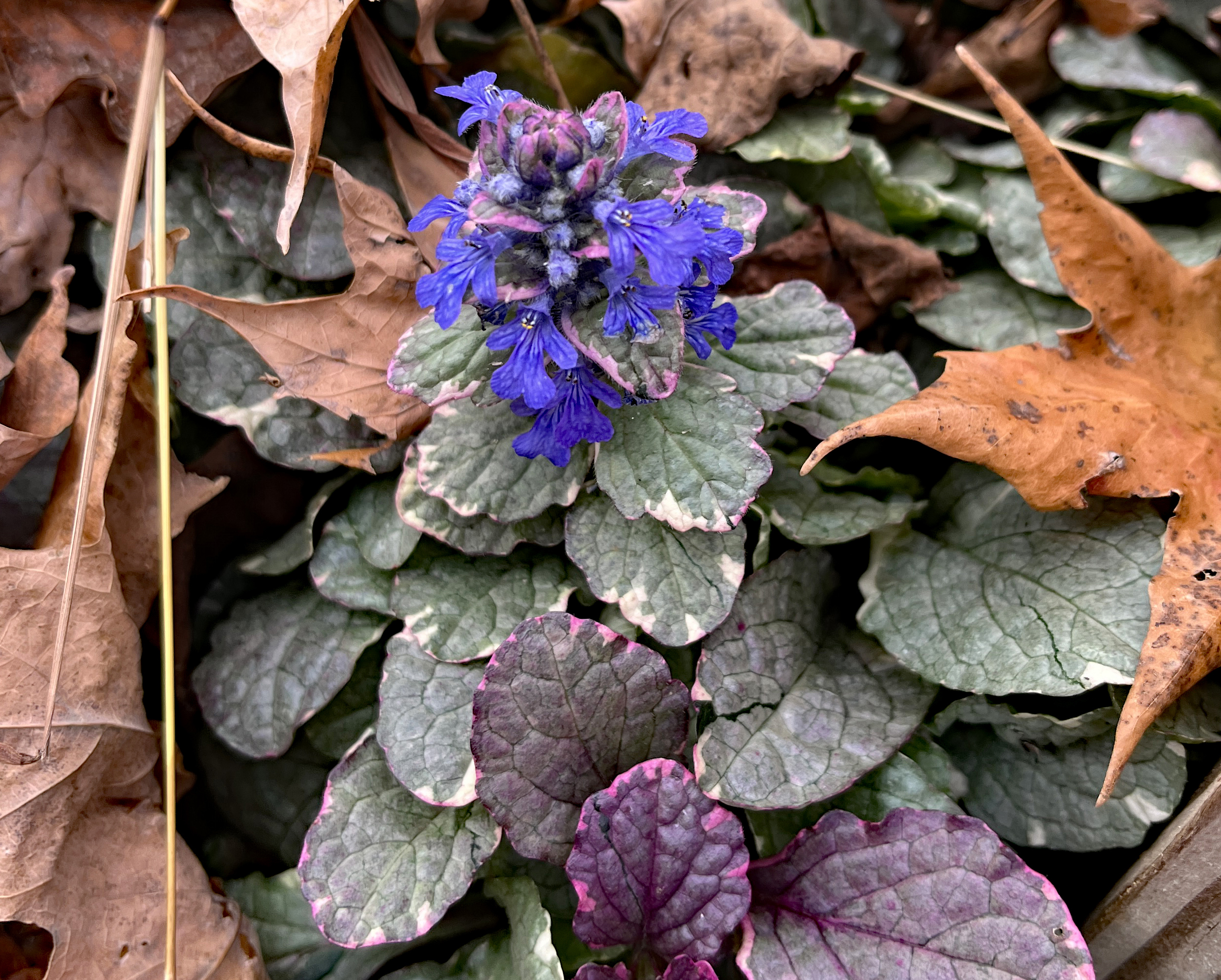 Burgundy Glow ajuga