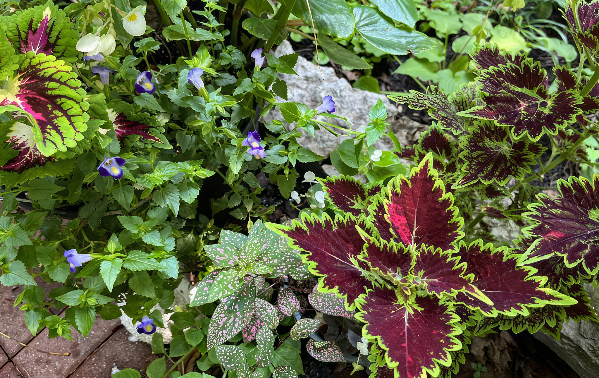 Coleus and friends