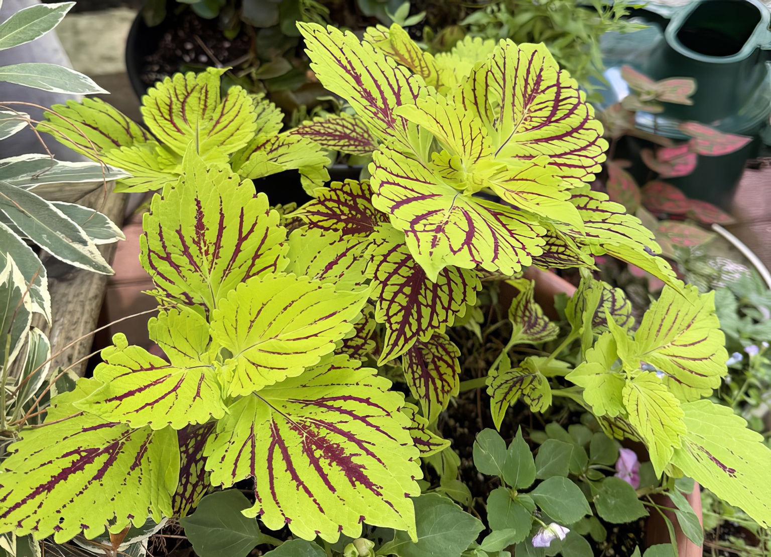 Coleus