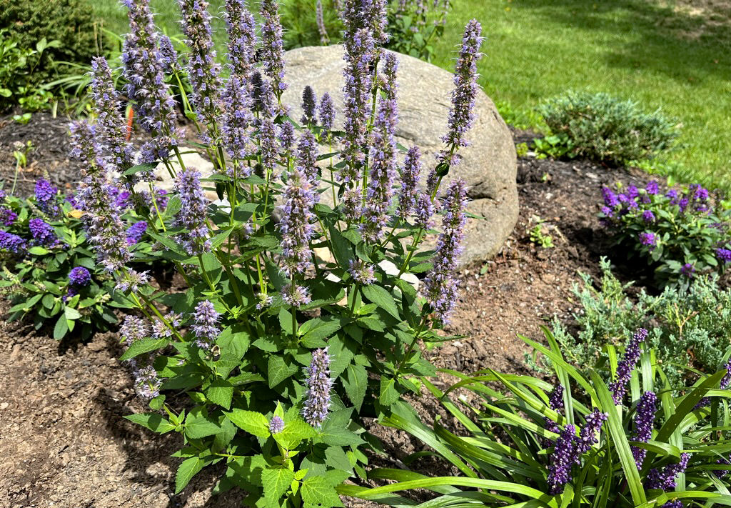 Conifer garden