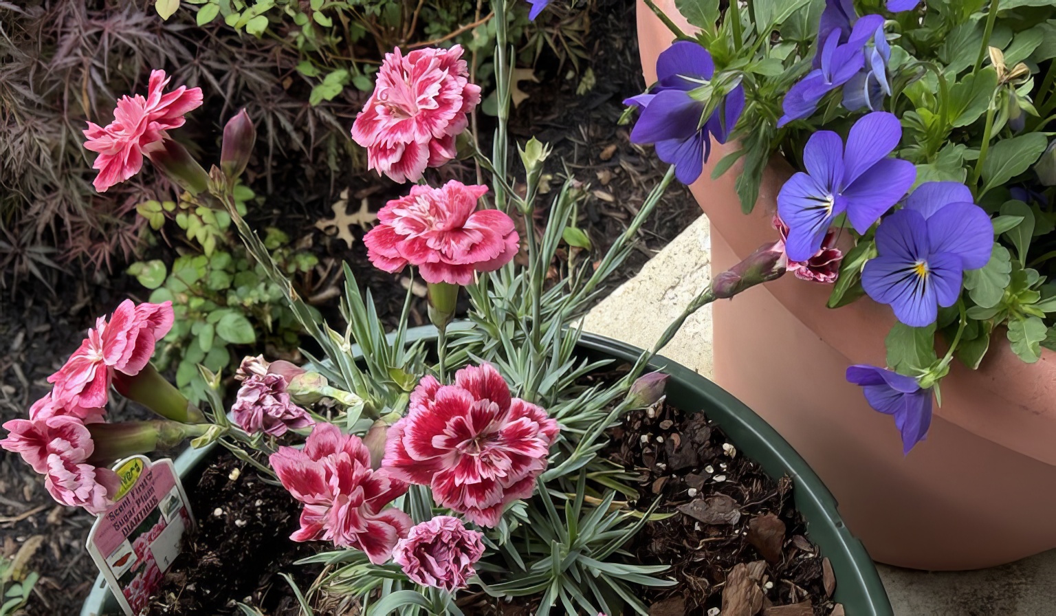 Dianthus and violas