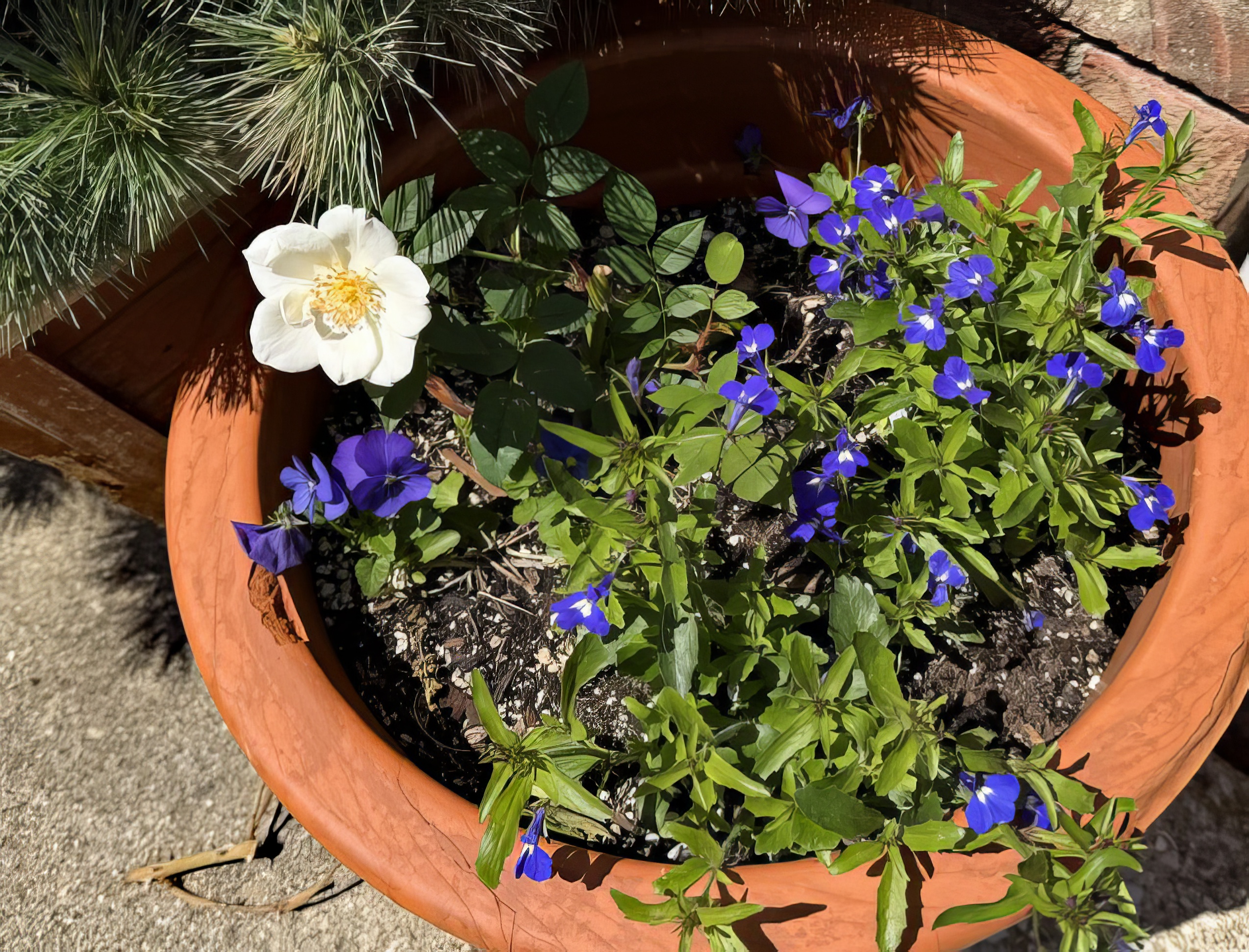 Grace Seward rose and lobelia