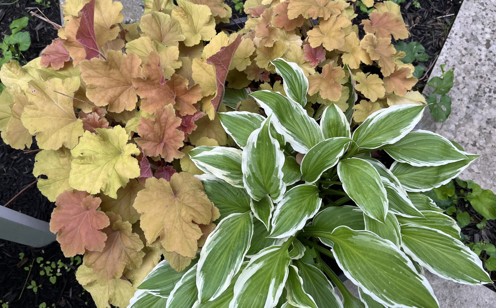 Heuchera and hostas