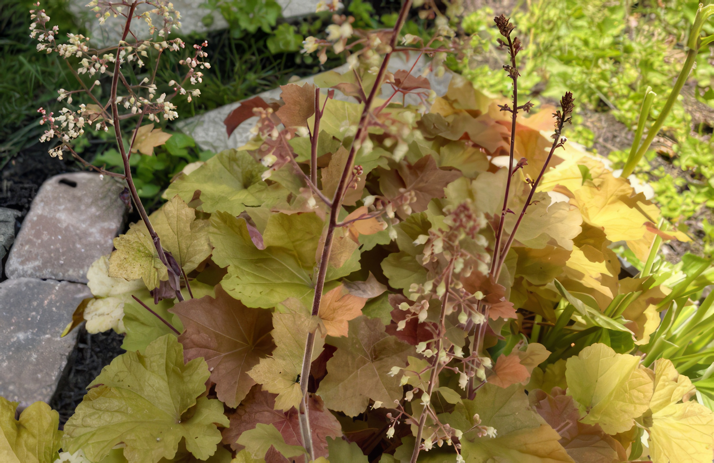 Heuchera 'Champagne'