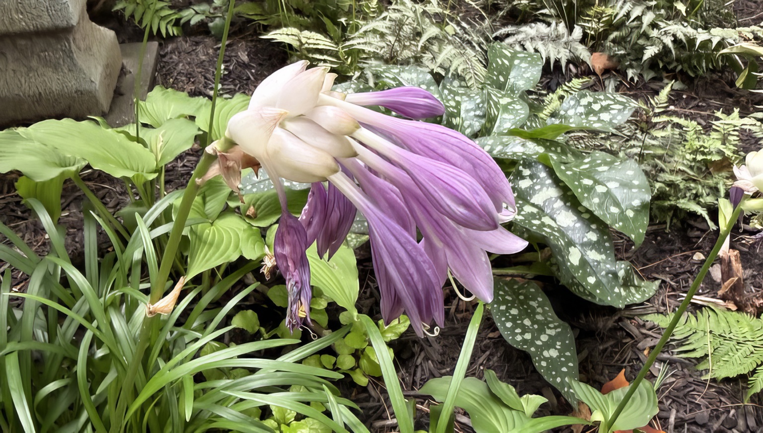 Purple Flamingo hosta