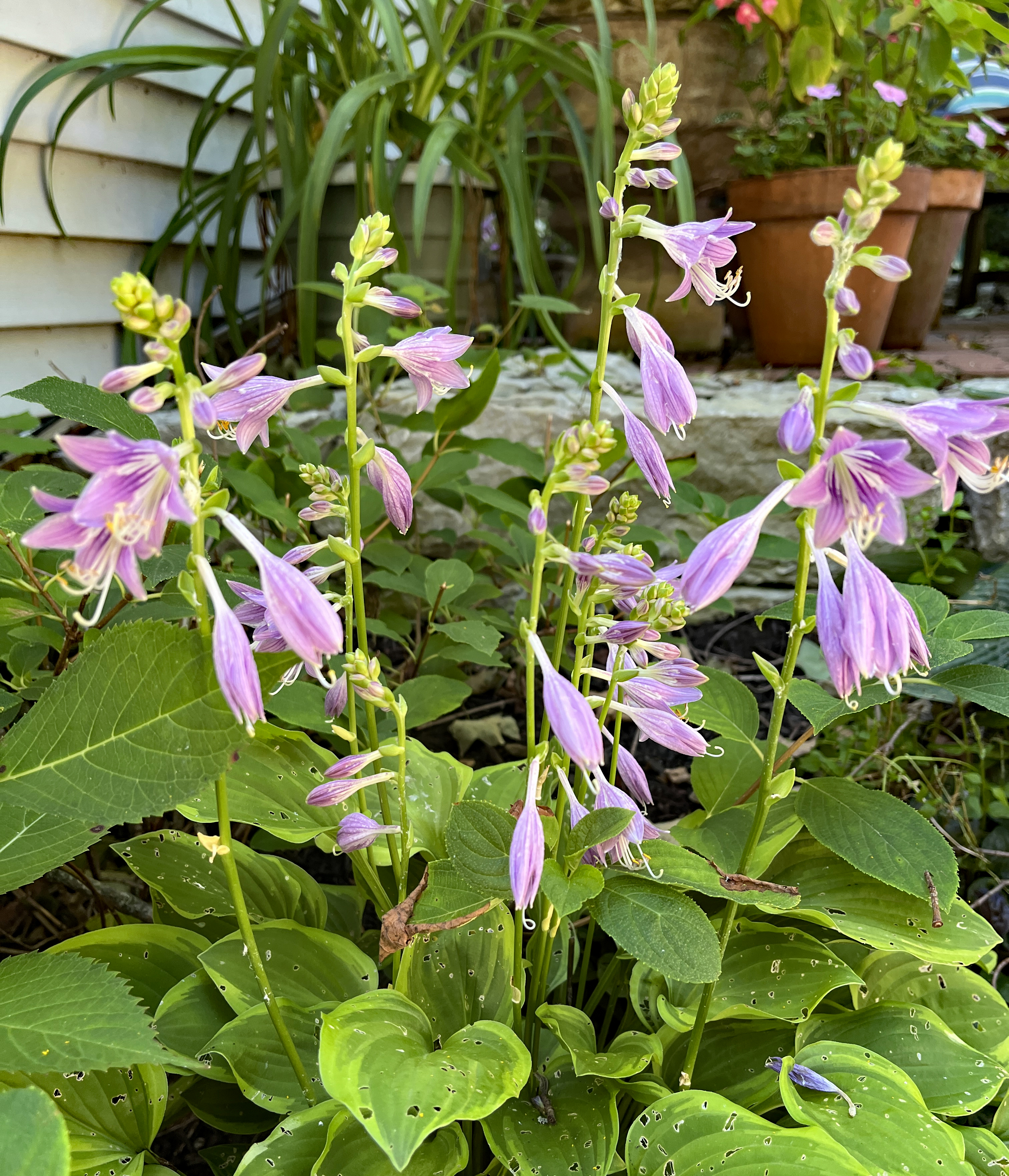 Hosta in the sunken garden