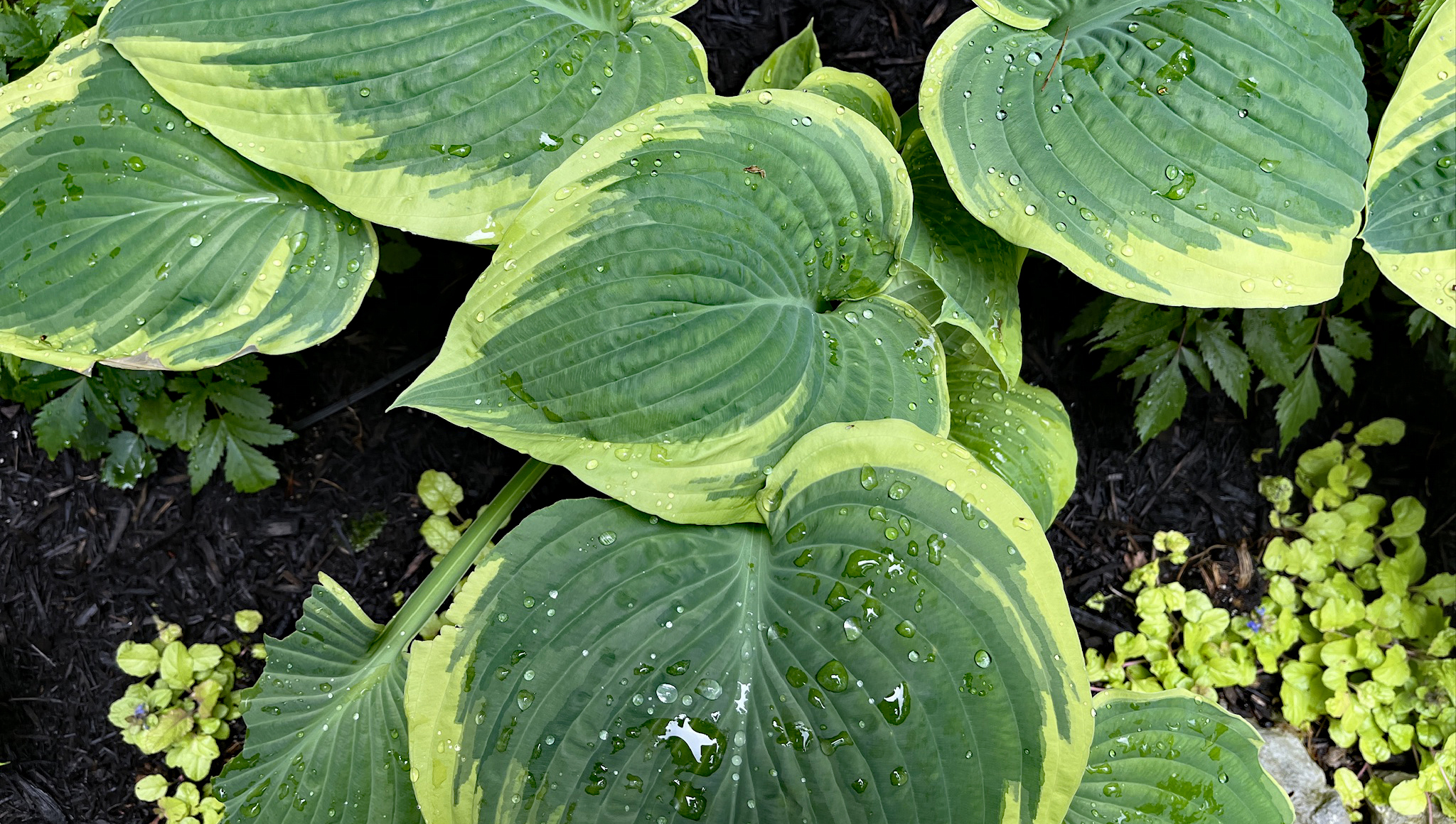 Hostas