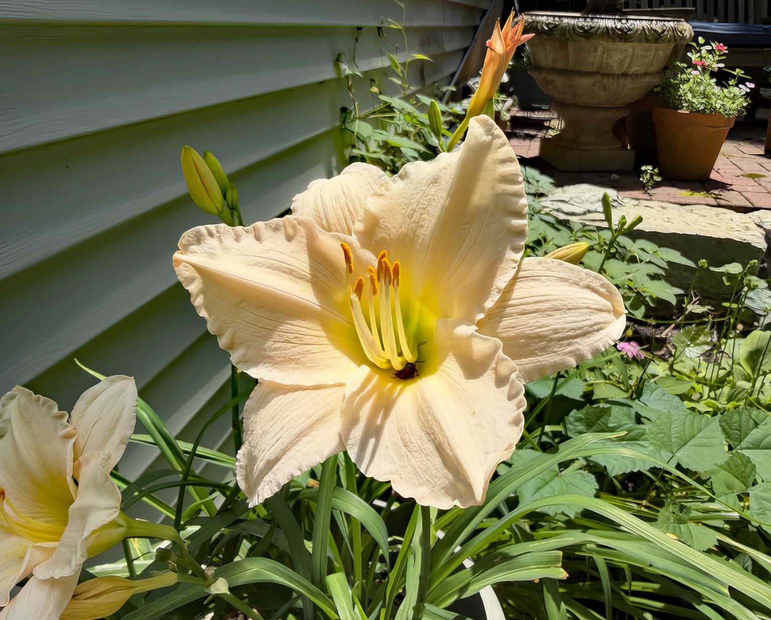 Lullaby Baby daylily