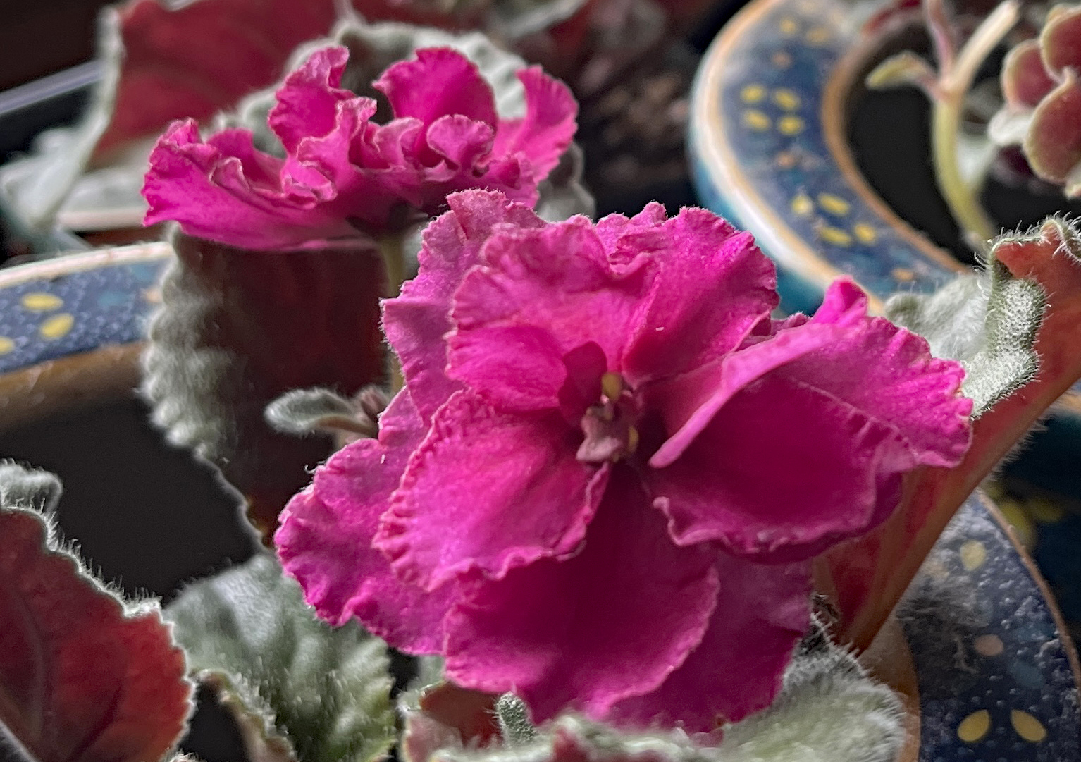 Ness Antique Red African violet