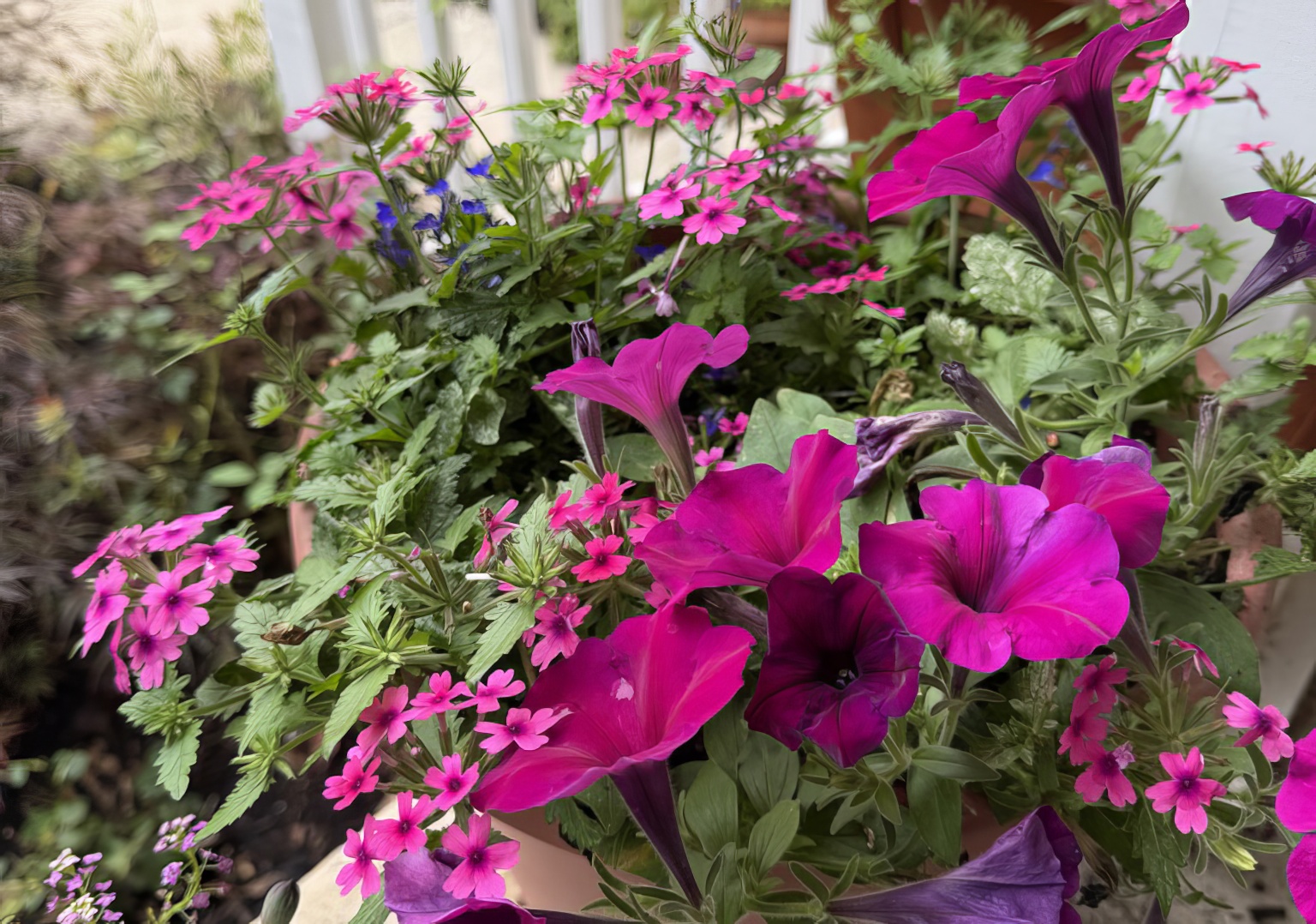 Petunias and verbena