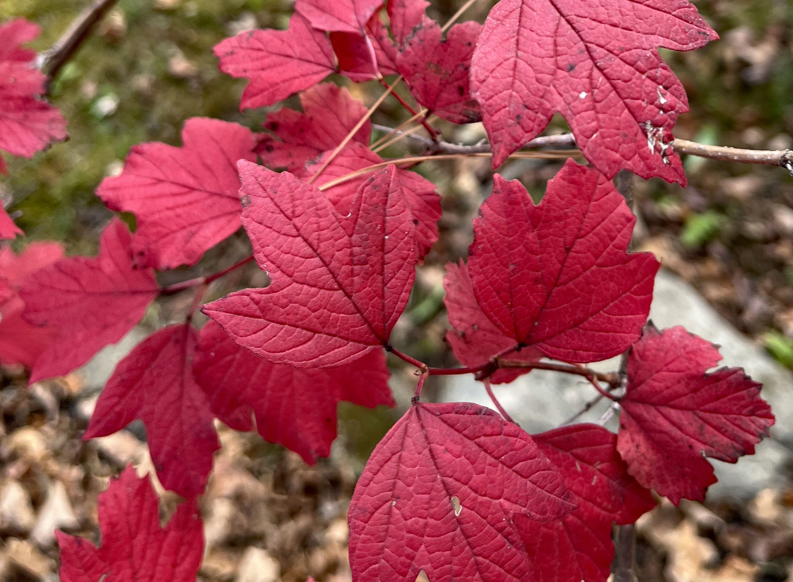 Red viburnum leaves