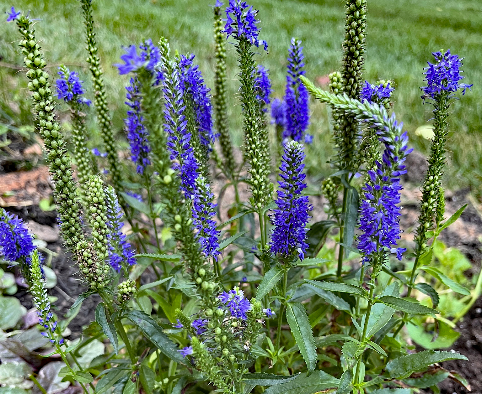 Veronica 'Royal Rembrandt'