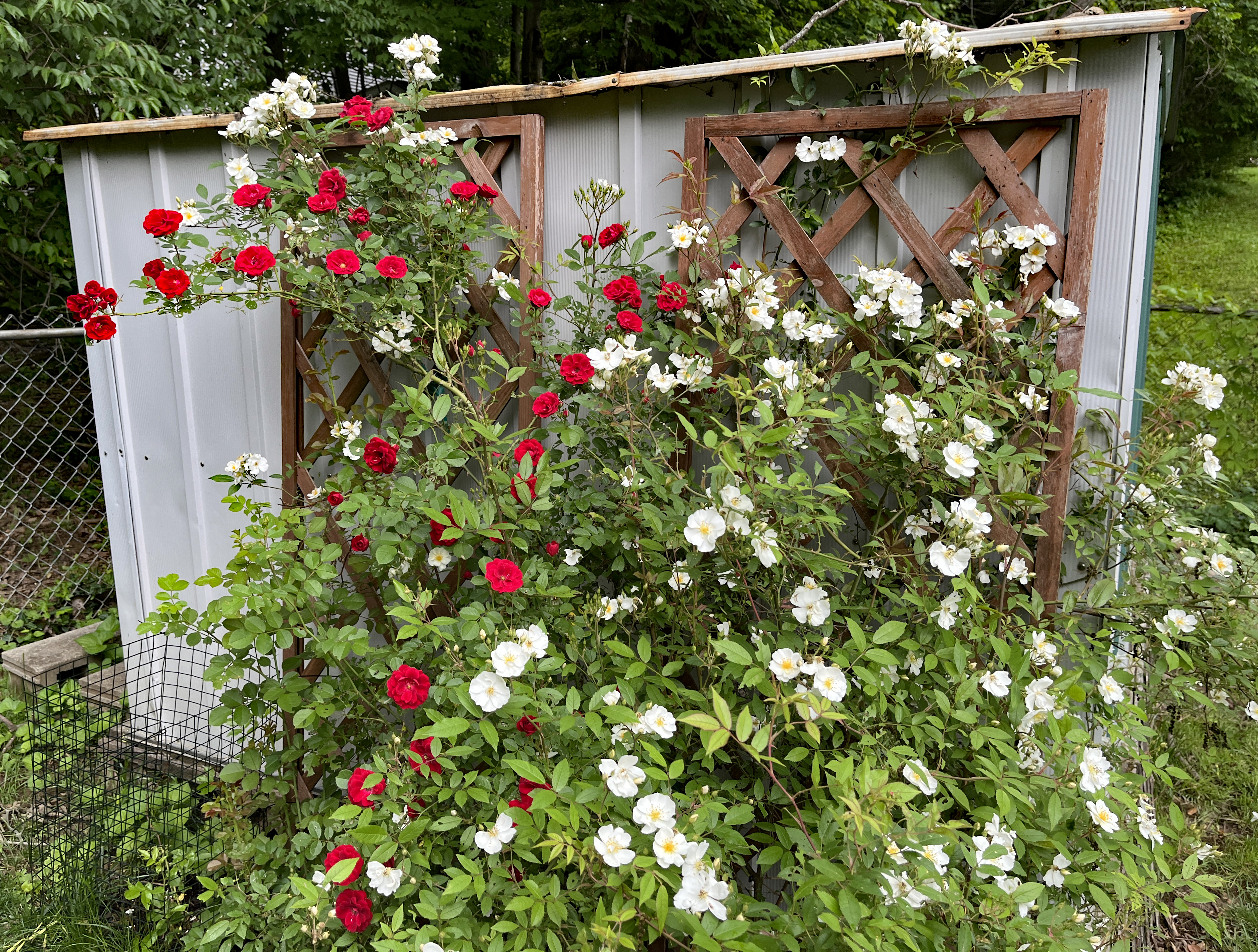 Shed roses