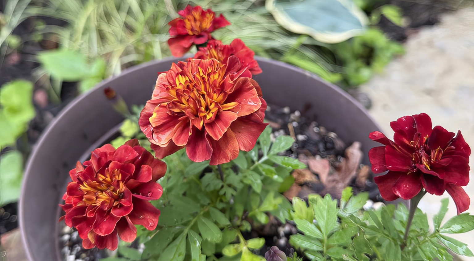 Marigold Strawberry Blonde