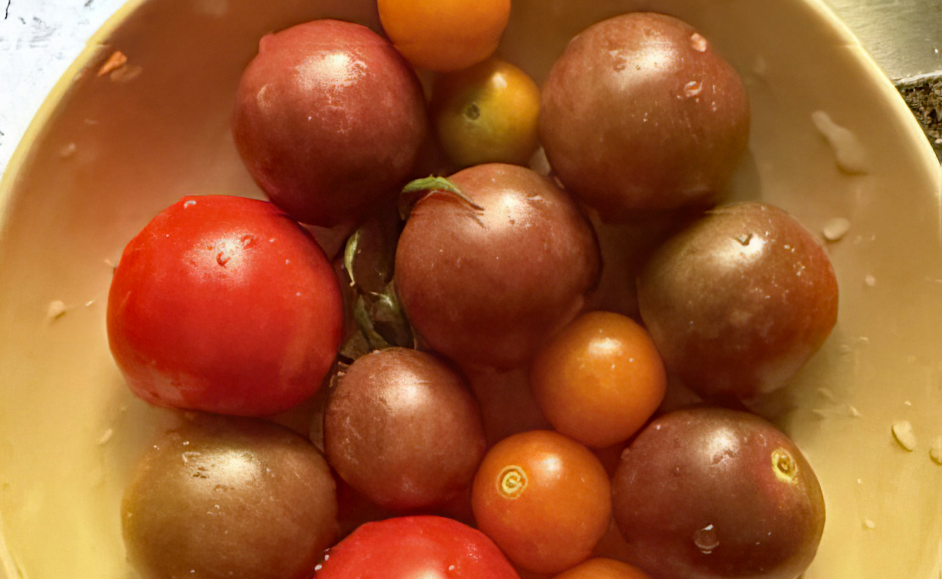 Tomatoes, first harvest of 2026