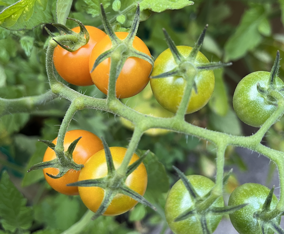 Sungold tomatoes