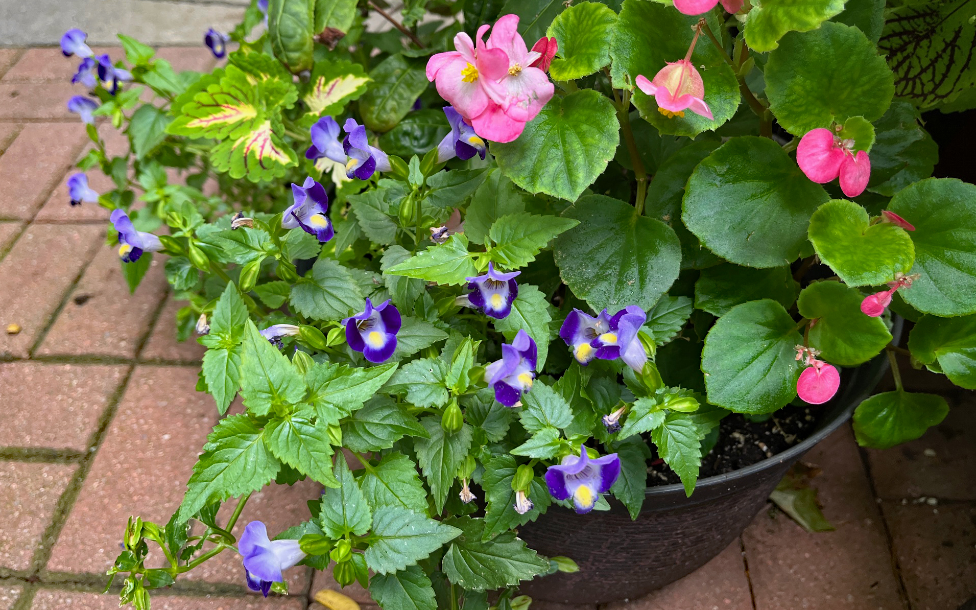 Torenia and begonia