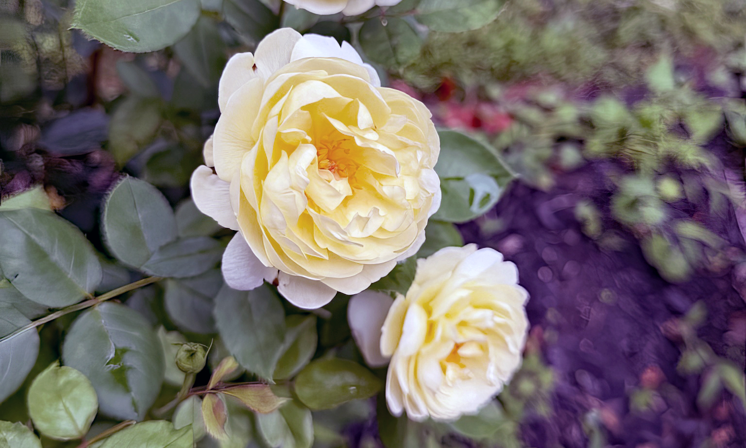 Vanessa Bell rose