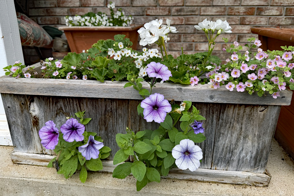 Volunteer petunias