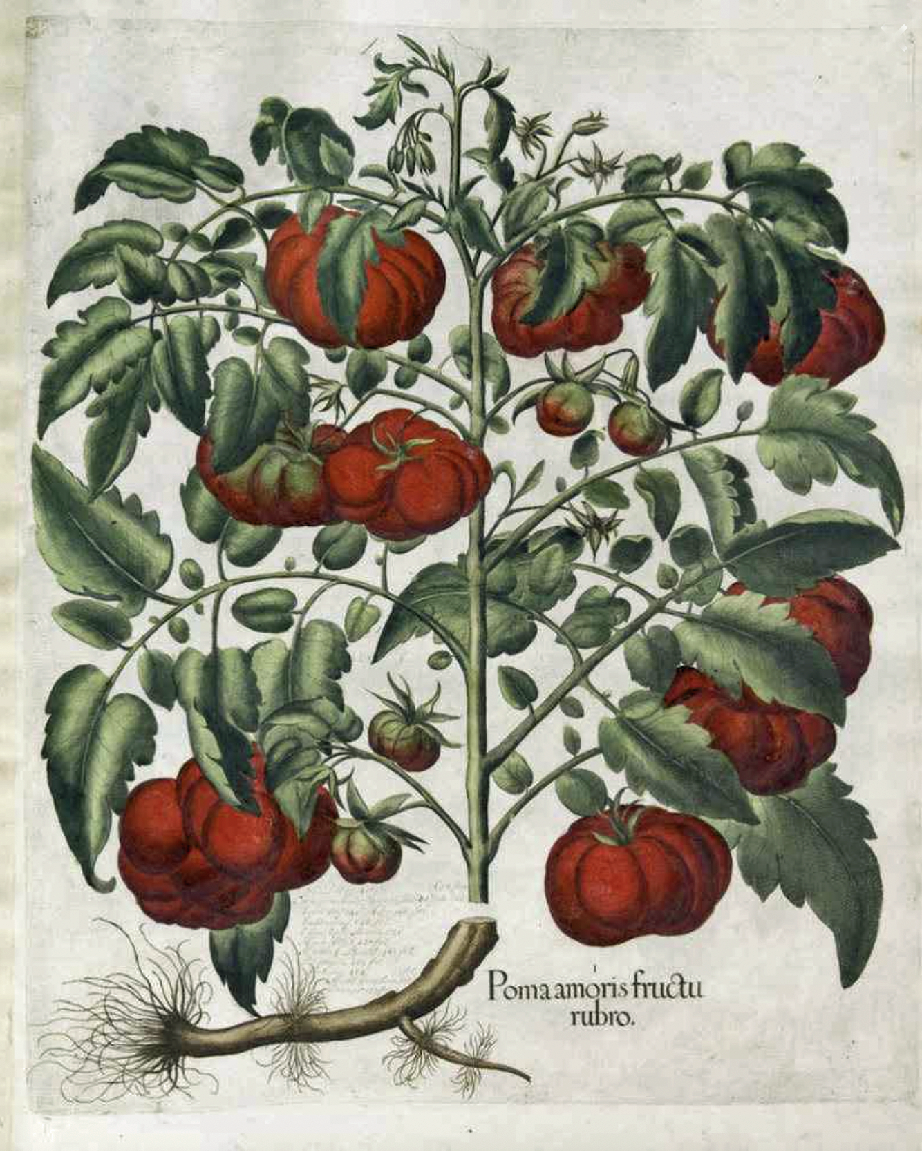 Antique engraving of a tomato plant, 16th century
