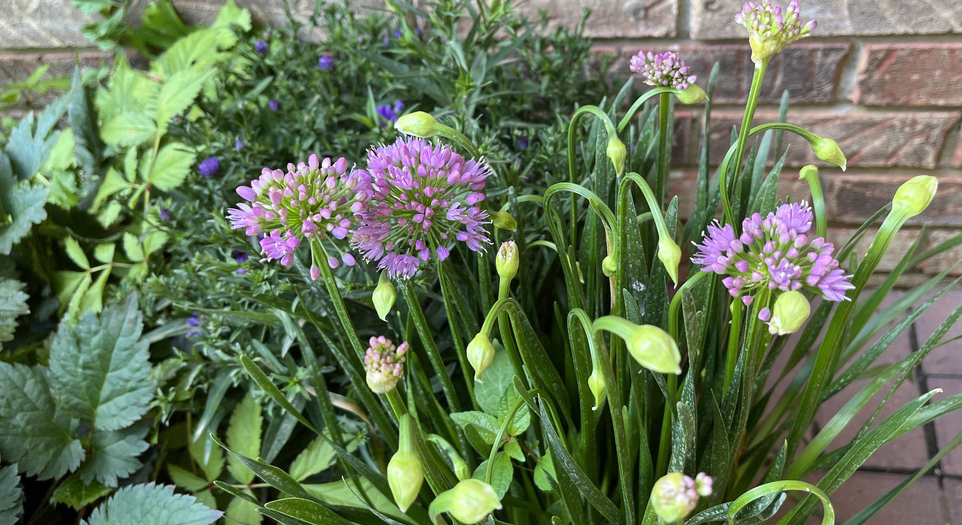 Alliums etc.
