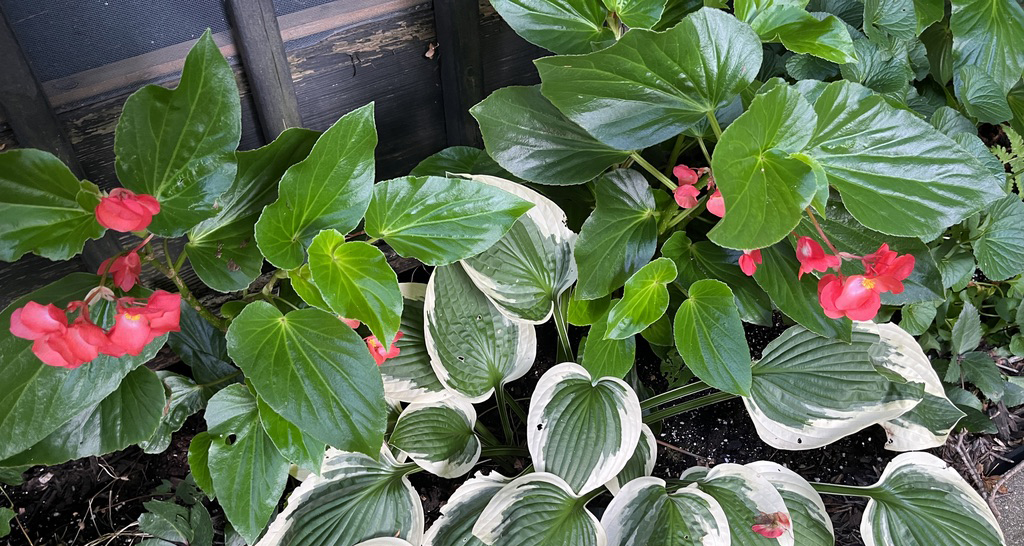 Begonias and hosta