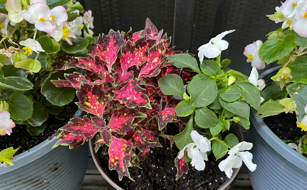 Coleus and begonias