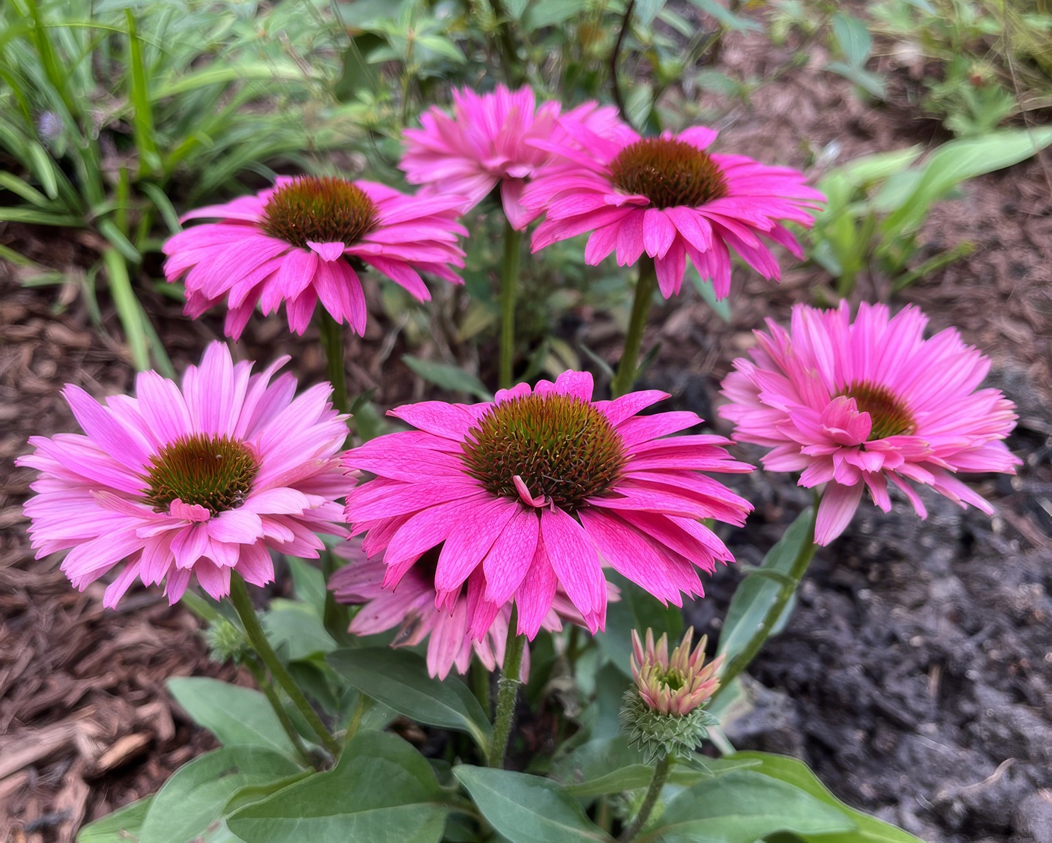 Echinacea Sunseekers Fuchsia