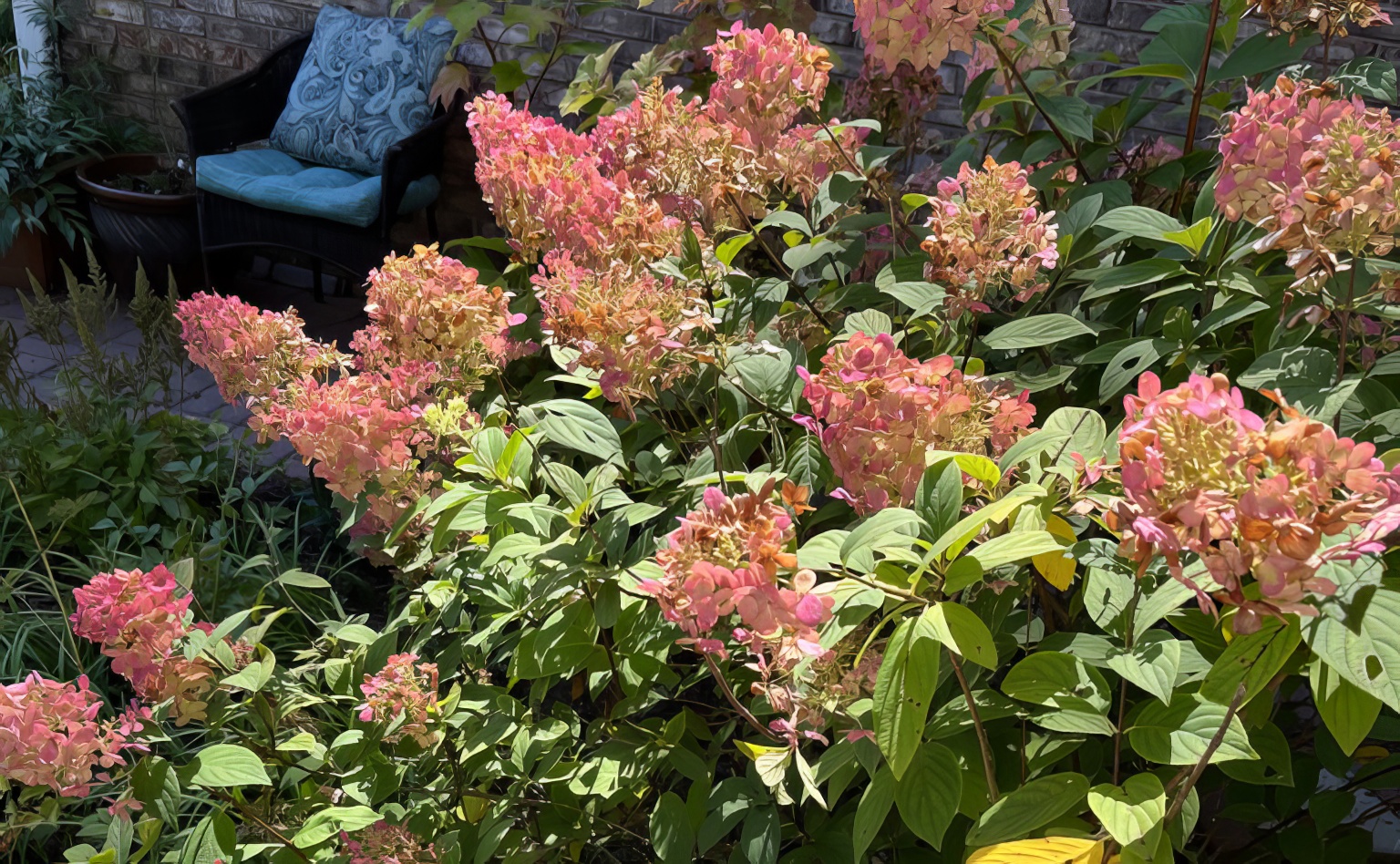 Fire Light hydrangea