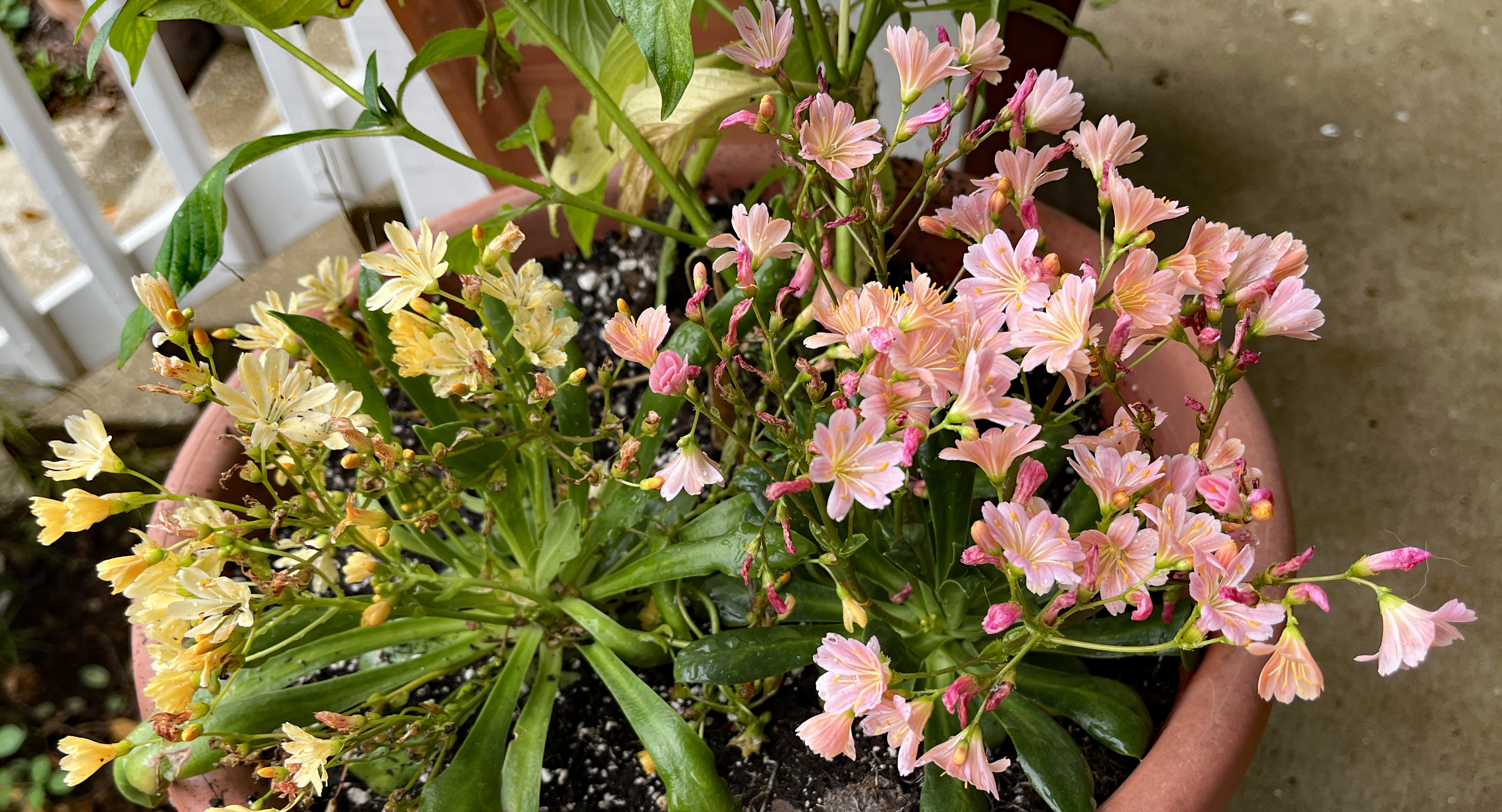 Lewisia Rainbow Mix