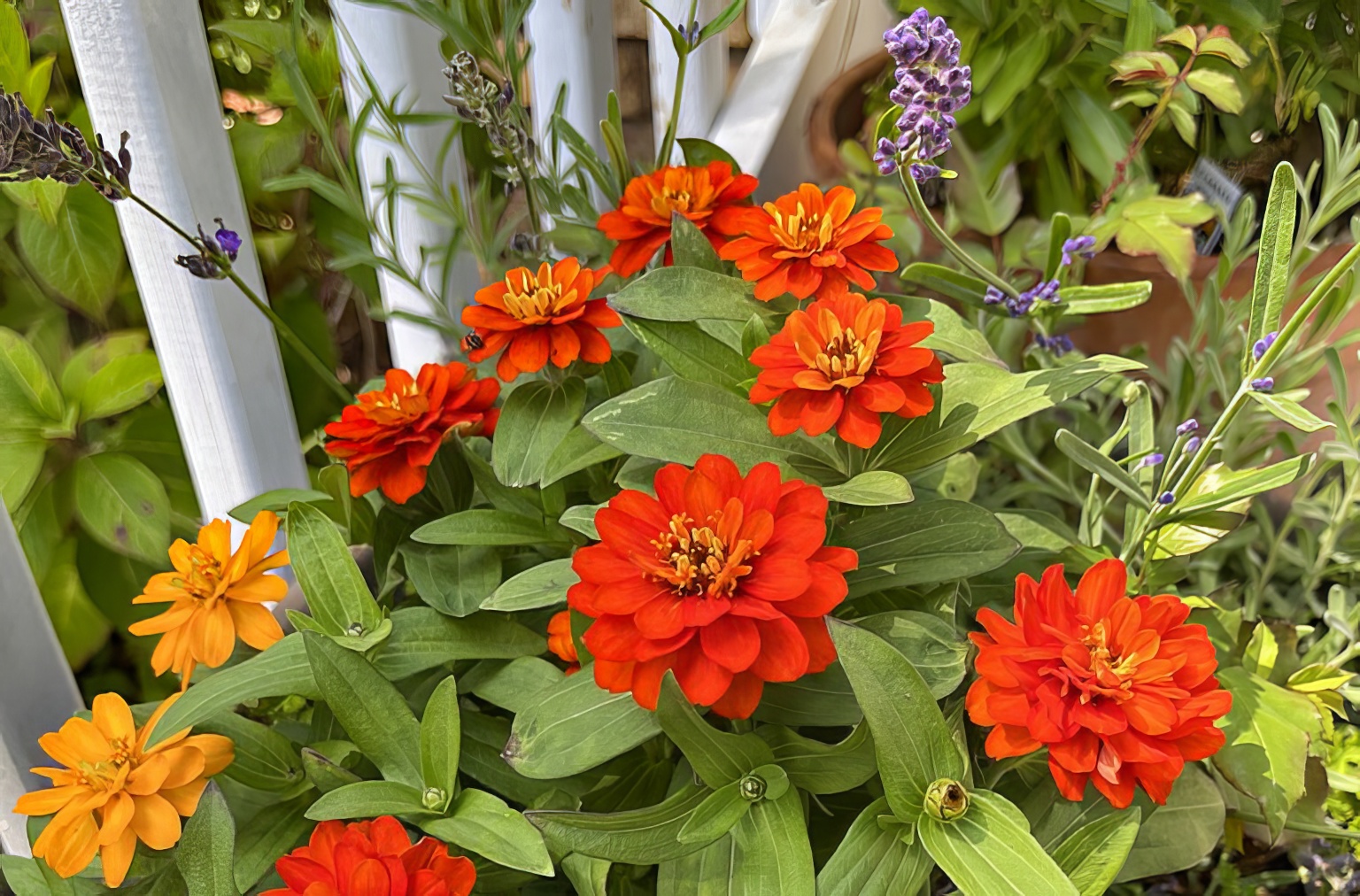 Zinnias